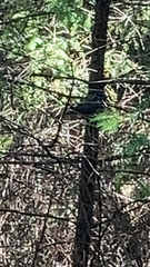 Lophophanes cristatus