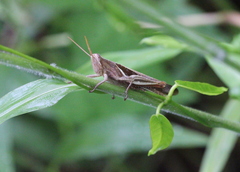 Stenocatantops splendens