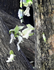 Parmentiera cereifera