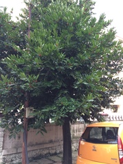 Diospyros malabarica