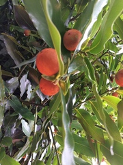 Diospyros malabarica