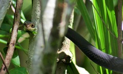 Coluber constrictor paludicola