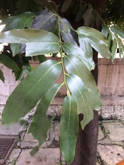 Diospyros malabarica