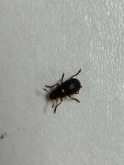 Trigonorhinus rotundatus