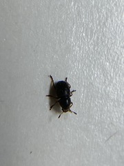 Trigonorhinus rotundatus