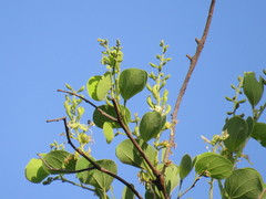 Bauhinia racemosa