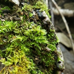 Eurhynchiastrum pulchellum