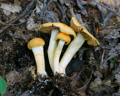 Cortinarius lewisii
