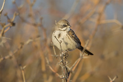 Artemisiospiza nevadensis