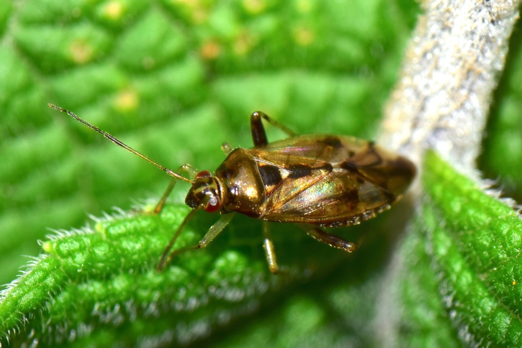 Proba gracilis