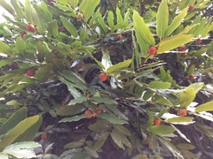 Diospyros malabarica