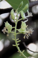 Bauhinia racemosa