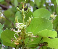 Bauhinia racemosa