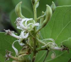 Bauhinia racemosa