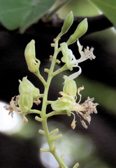 Bauhinia racemosa