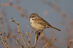 Artemisiospiza nevadensis