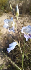Gladiolus caeruleus