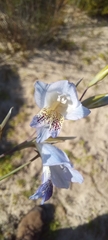 Gladiolus caeruleus
