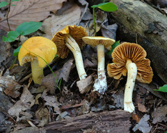 Cortinarius lewisii