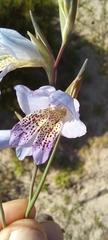 Gladiolus caeruleus