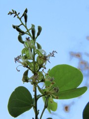Bauhinia racemosa