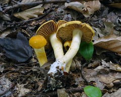 Cortinarius lewisii