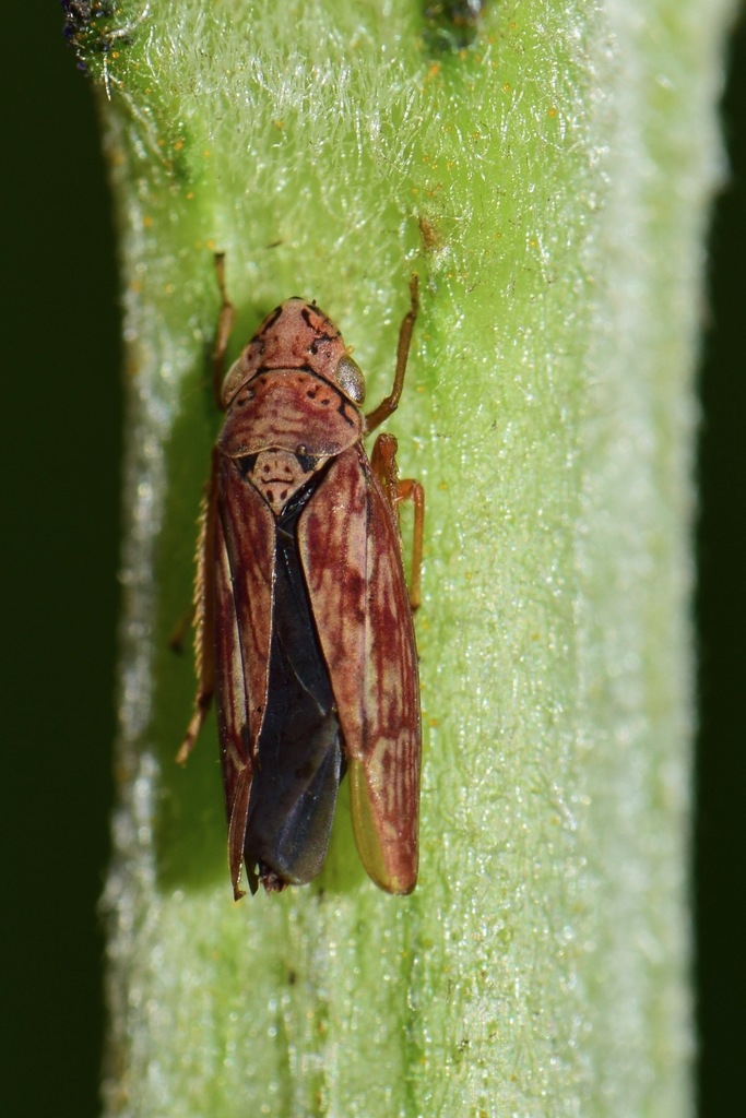 Graphocephala torqua