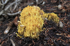 Ramaria largentii