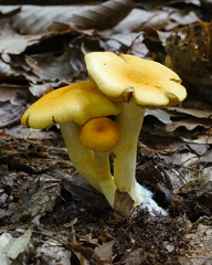 Cortinarius lewisii
