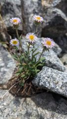 Erigeron nivalis