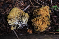 Ramaria largentii