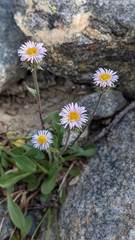 Erigeron nivalis
