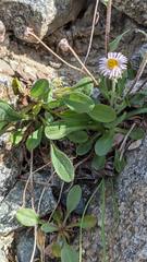 Erigeron nivalis