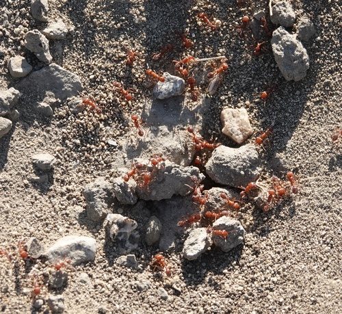 photo of Harvester Ants (Pogonomyrmex)