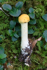 Cortinarius lewisii