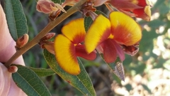Bossiaea ornata