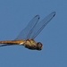 photo of Wandering Glider (Pantala flavescens)
