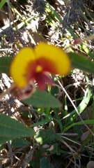 Bossiaea ornata