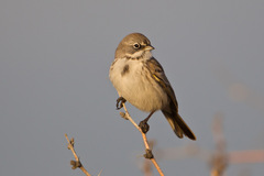 Artemisiospiza nevadensis