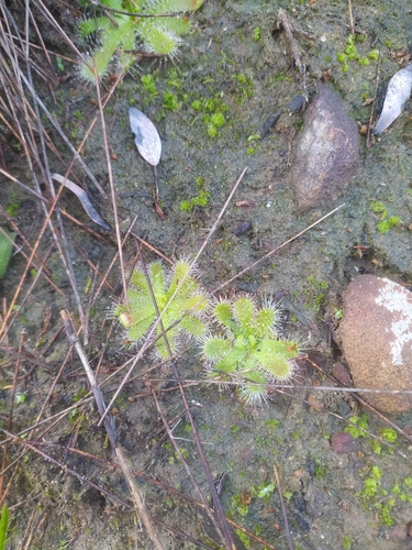 Image of Drosera pauciflora by (c) Kim Gordon, some rights reserved (CC BY)