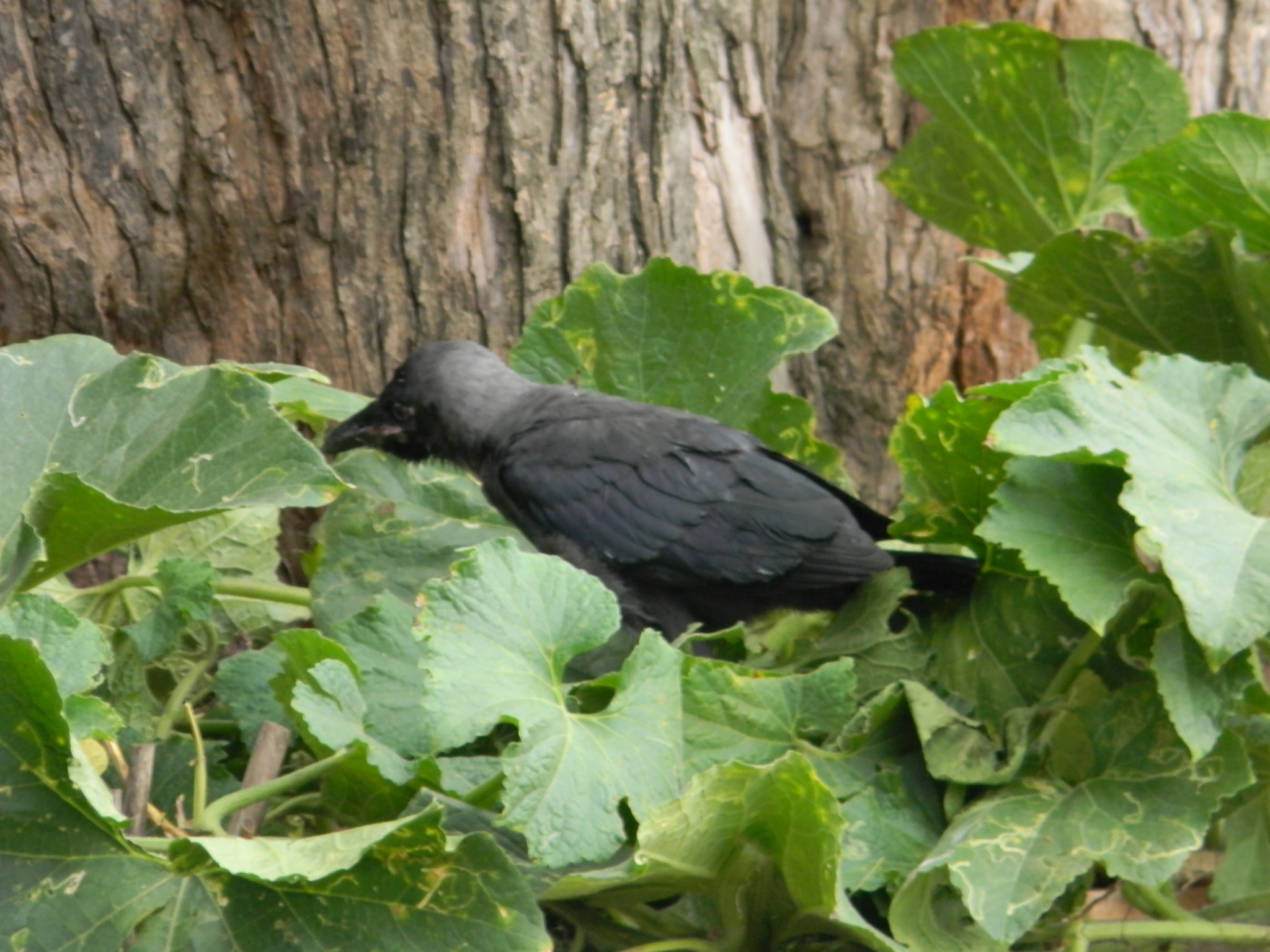House Crow