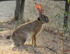 Lepus nigricollis