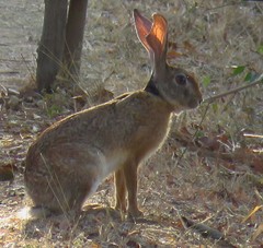 Lepus nigricollis