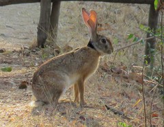 Lepus nigricollis