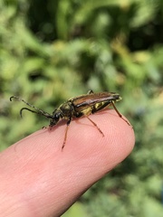 Lepturobosca nigrolineata