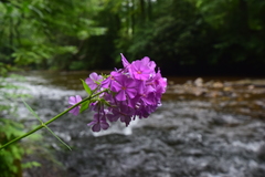 Phlox carolina