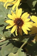Danaus plexippus