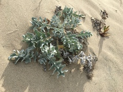 Cirsium rhothophilum