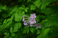 Phlox carolina