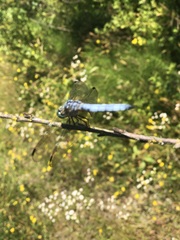 Erythemis collocata